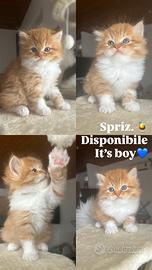 Cucciolo di Persiano Doll Face