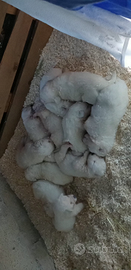 Pastore maremmano abruzzese