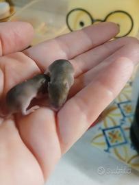 Topino pigmeo africano