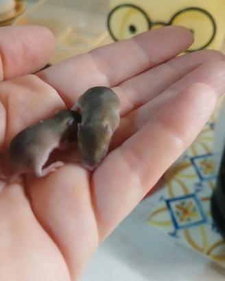 Topino pigmeo africano