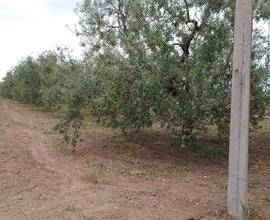 Terreno agricolo