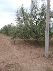 Terreno agricolo