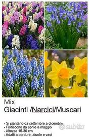 Bulbi muscari, narcisi, giacinti
