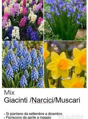 Bulbi muscari, narcisi, giacinti