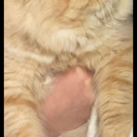 Gatto Persiano