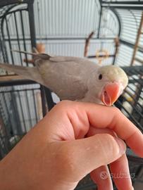 Splendido Pullo di Parrocchetto dal Collare Grigio