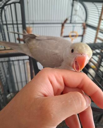 Splendido Pullo di Parrocchetto dal Collare Grigio