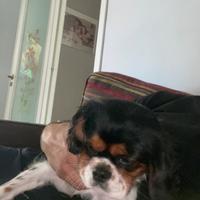 Cavalier king tricolor pronto per accoppiarsi