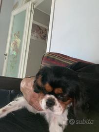 Cavalier king tricolor pronto per accoppiarsi