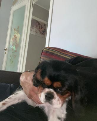 Cavalier king tricolor pronto per accoppiarsi