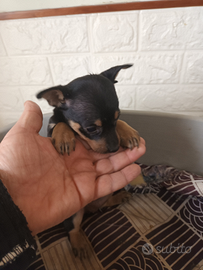 Pinscher nano