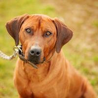 Cuccioli di razza Rhodesian Ridgeback