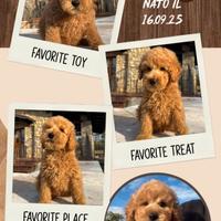 Barboncino albicocca _ OLEANDRO