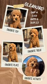 Barboncino albicocca _ OLEANDRO