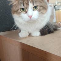 Gattina pelo lungo 6 mesi