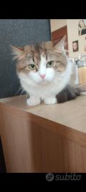 Gattina pelo lungo 6 mesi