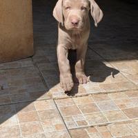 Weimaraner cuccioli Pedigree Expo