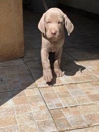 Weimaraner cuccioli Pedigree Expo