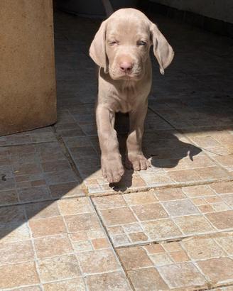 Weimaraner cuccioli Pedigree Expo