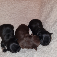 Cuccioli di chihuahua