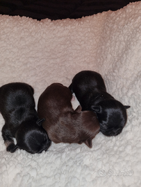 Cuccioli di chihuahua