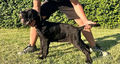 Mastino napoletano