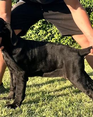 Mastino napoletano
