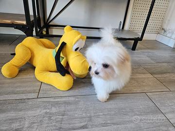 Maltipoo mini