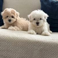 Cuccioli di maltipoo