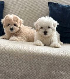Cuccioli di maltipoo