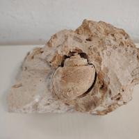 Fossile Ampullaria