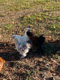 Galli moroseta vari colori