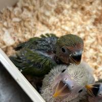 Pappagalli inseparabili