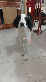 Cucciolo setter mix in adozione