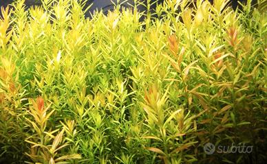 Gasteropodi piante e pesci