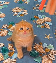Scottish Fold