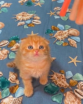 Scottish Fold