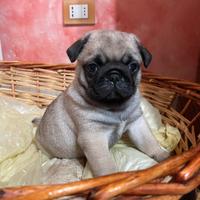 Vendita due carnili maschio