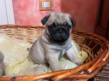 Vendita due carnili maschio