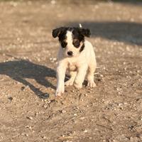 Cuccioli meticci simil beagle
