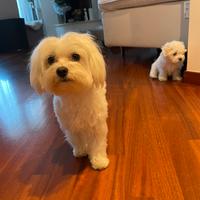 Maltese femmina per accoppiamento