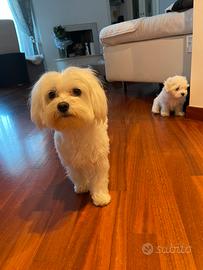 Maltese femmina per accoppiamento