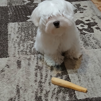 Meraviglioso cucciolo Maltese