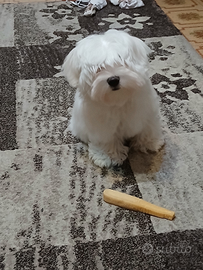 Meraviglioso cucciolo Maltese