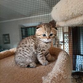 Scottish fold e Straight
