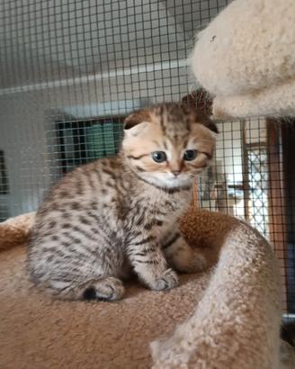 Scottish fold e Straight