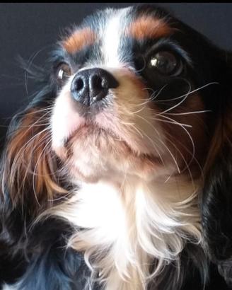 Cavalier king c. s. disponibile per monta