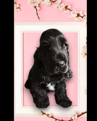 Cocker spaniel inglesi con pedigree