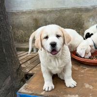 Cuccioli Pastore Asia Centrale