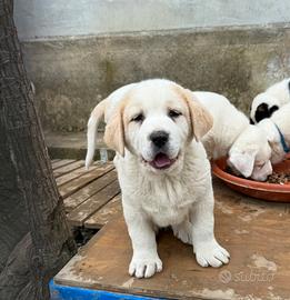 Cuccioli Pastore Asia Centrale